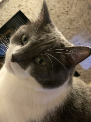 Lost Male Cat last seen Grand Canyon and Patrick lane, Las Vegas, NV 89148