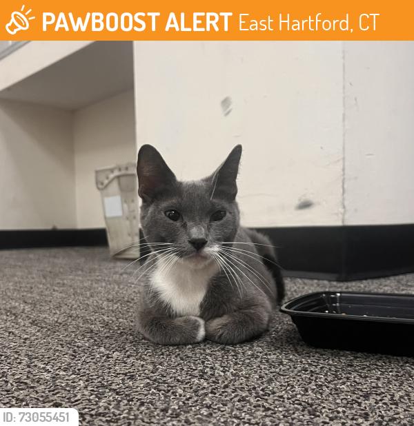 Found/Stray Unknown Cat last seen East Hartford Town Green (Alumni Park), East Hartford, CT 06108