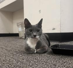 Found/Stray Unknown Cat last seen East Hartford Town Green (Alumni Park), East Hartford, CT 06108