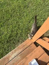 Found/Stray Unknown Cat last seen MT View, Nashville, TN 37013
