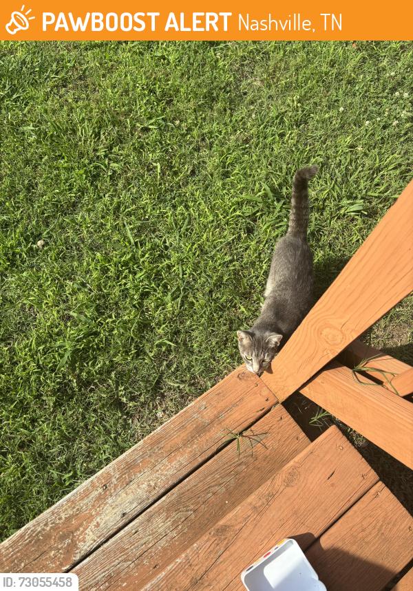 Found/Stray Unknown Cat last seen MT View, Nashville, TN 37013