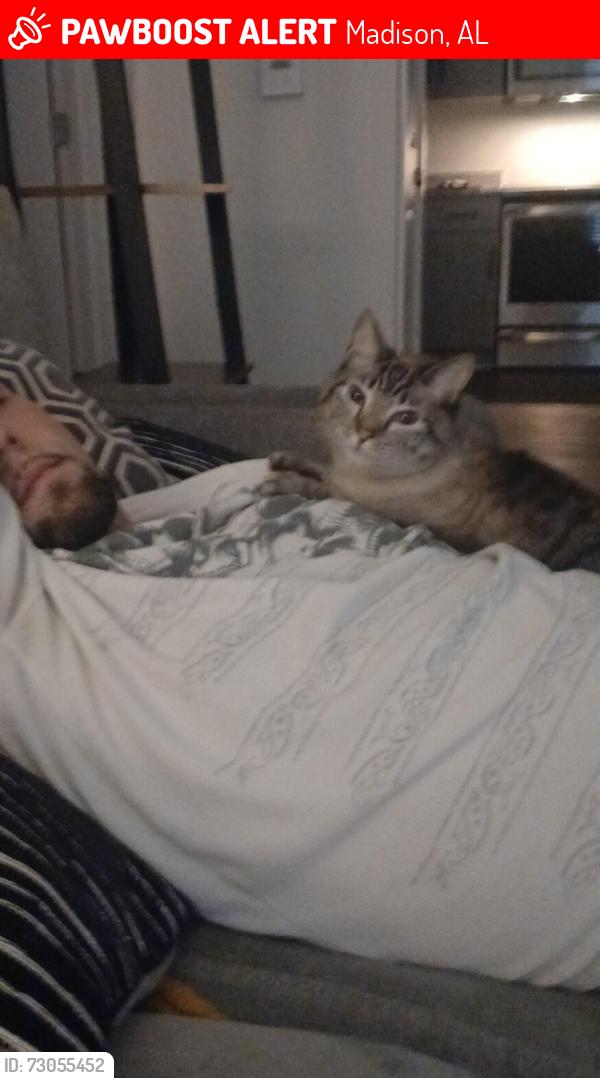 Lost Male Cat last seen Building 11, Madison, AL 35756