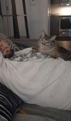 Lost Male Cat last seen Building 11, Madison, AL 35756