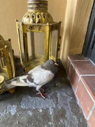Found/Stray Unknown Bird last seen Dunbarton Pl, Miami Lakes, FL 33016