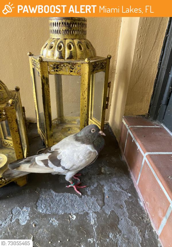 Found/Stray Unknown Bird last seen Dunbarton Pl, Miami Lakes, FL 33016