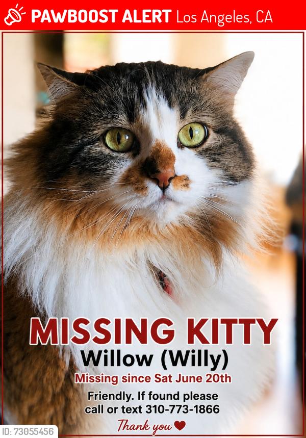 Lost Female Cat last seen Commodore Sloat between Foster Ave and La Cienega 90048, Los Angeles, CA 90048