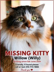 Lost Female Cat last seen Commodore Sloat between Foster Ave and La Cienega 90048, Los Angeles, CA 90048