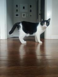 Lost Male Cat last seen Carter Ave & Tilson, Atlanta, GA 30317