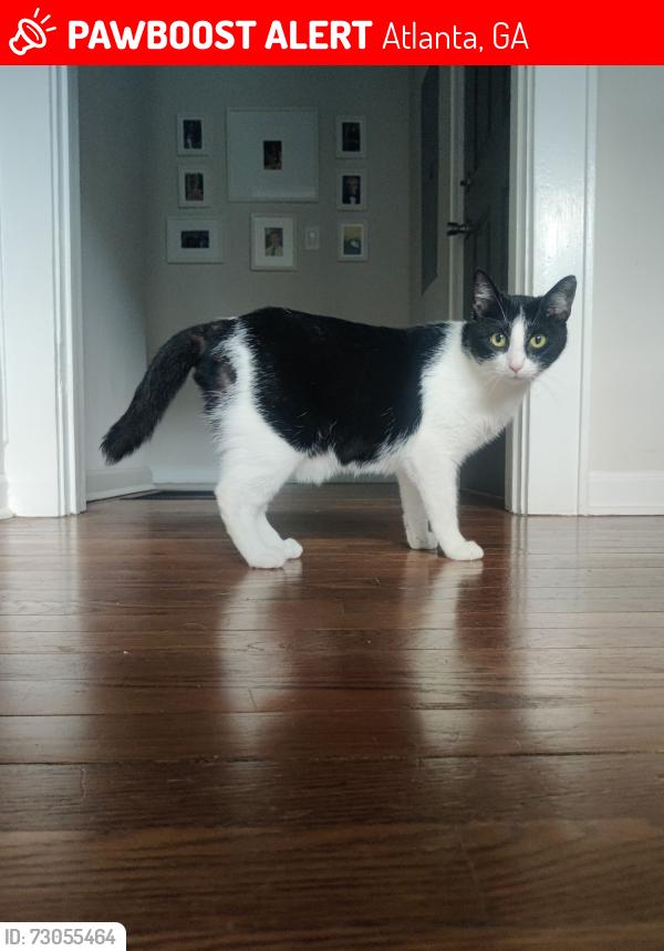 Lost Male Cat last seen Carter Ave & Tilson, Atlanta, GA 30317