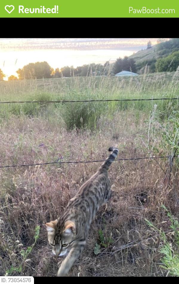 Reunited Female Cat last seen Near E Maringo Dr, Spokane County, WA 99212
