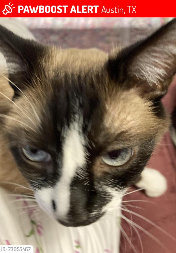 Lost Female Cat last seen Smithfield II, Austin, TX 78748