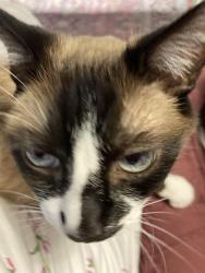 Lost Female Cat last seen Smithfield II, Austin, TX 78748