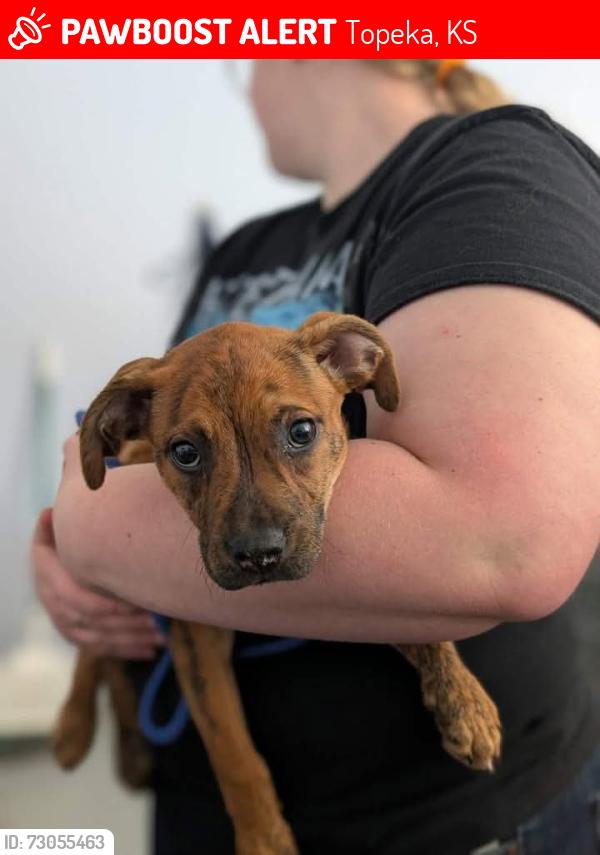 Lost Female Dog last seen 26th and California st, Topeka, KS 66605