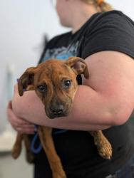 Lost Female Dog last seen 26th and California st, Topeka, KS 66605