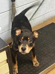 Shelter Stray Male Dog last seen Near Gresham Road SE, Atlanta 30316, 30316, GA, 3280 Chamblee Dunwoody Rd, Chamblee, GA 30341, USA