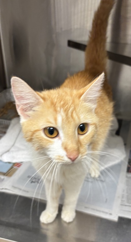 Shelter Stray Female Cat last seen Near Morningside Village Ln, Doraville 30340, 30340, GA, 3280 Chamblee Dunwoody Rd, Chamblee, GA 30341, USA