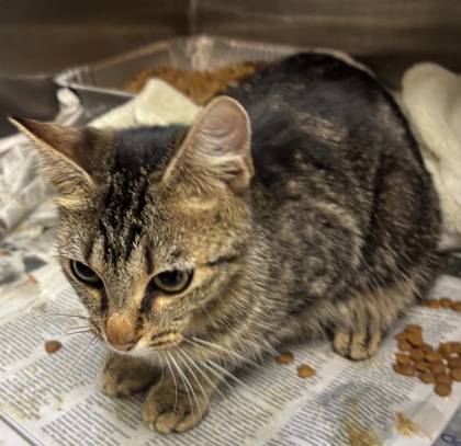 Shelter Stray Female Cat last seen Near Morningside Village Ln, Doraville 30340, 30340, GA, 3280 Chamblee Dunwoody Rd, Chamblee, GA 30341, USA