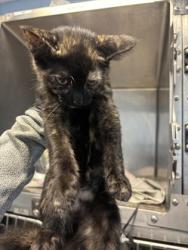 Shelter Stray Female Cat last seen , 30058, GA, 3280 Chamblee Dunwoody Rd, Chamblee, GA 30341, USA