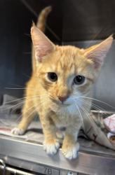 Shelter Stray Male Cat last seen , 30058, GA, 3280 Chamblee Dunwoody Rd, Chamblee, GA 30341, USA