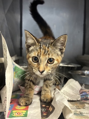 Shelter Stray Female Cat last seen Near E. Conley Rd. Conley, 30288, 30288, GA, 3280 Chamblee Dunwoody Rd, Chamblee, GA 30341, USA