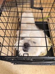 Shelter Stray Male Dog last seen Thorton rd + Joe Wilson Rd, Cedar Hill, TX, 1150 E Pleasant Run Rd, Cedar Hill, TX 75104, USA