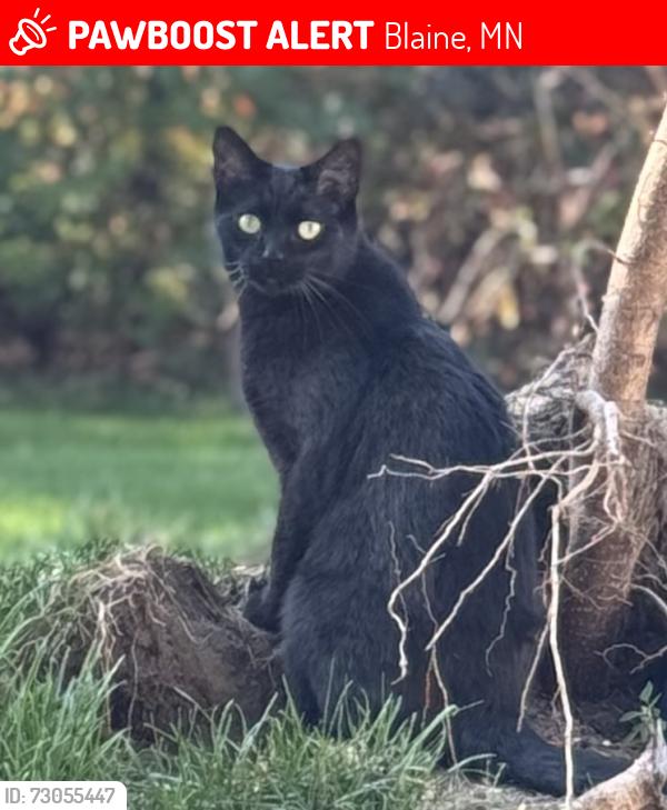 Found/Stray Male Cat last seen Hwy 65, 85-89th street, Hastings street, Blaine, MN 55449