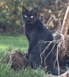 Found/Stray Male Cat last seen Hwy 65, 85-89th street, Hastings street, Blaine, MN 55449