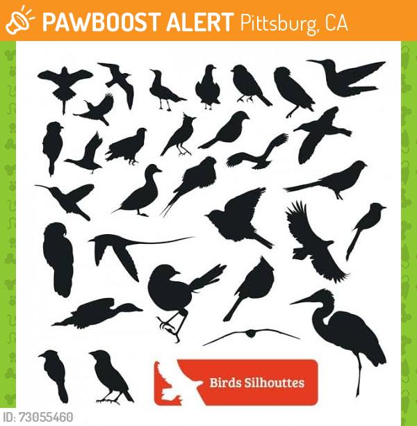 Found/Stray Unknown Bird last seen East Leland and railroad , Pittsburg, CA 94565