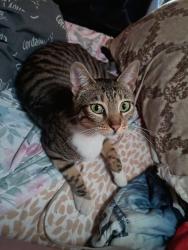 Lost Female Cat last seen Orchard Ave & Palm Ave, La Mesa, CA 91942