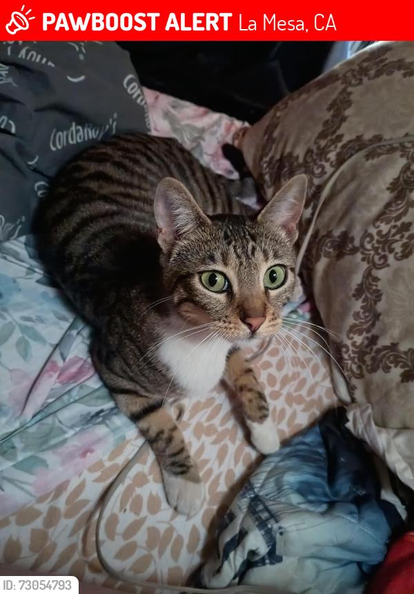 Lost Female Cat last seen Orchard Ave & Palm Ave, La Mesa, CA 91942