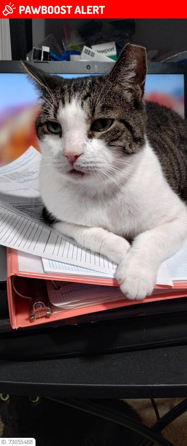Lost Male Cat last seen Extended Stay , Linthicum Heights, MD 21090