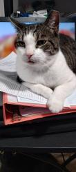 Lost Male Cat last seen Extended Stay , Linthicum Heights, MD 21090