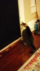 Lost Male Cat last seen Fairfax, Greensboro, NC 27407