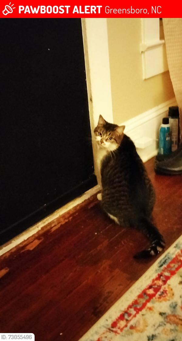 Lost Male Cat last seen Fairfax, Greensboro, NC 27407