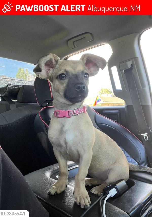 Lost Female Dog last seen Juan tabo and copper at the park across from the olive gargen, Albuquerque, NM 87112