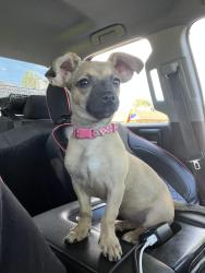 Lost Female Dog last seen Juan tabo and copper at the park across from the olive gargen, Albuquerque, NM 87112