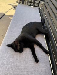 Lost Female Cat last seen Near Fairhaven Santa Ana, Santa Ana, CA 92705