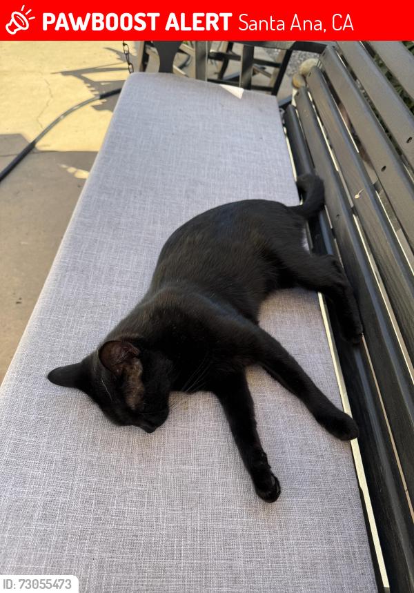 Lost Female Cat last seen Near Fairhaven Santa Ana, Santa Ana, CA 92705