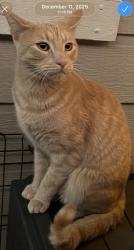 Reunited Male Cat last seen Seven tress / Rancho Dr , San Jose, CA 95111