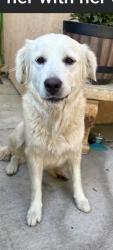 Found/Stray Unknown Dog last seen Valley Oak district (Christian Life Way) , Stockton, CA 95212
