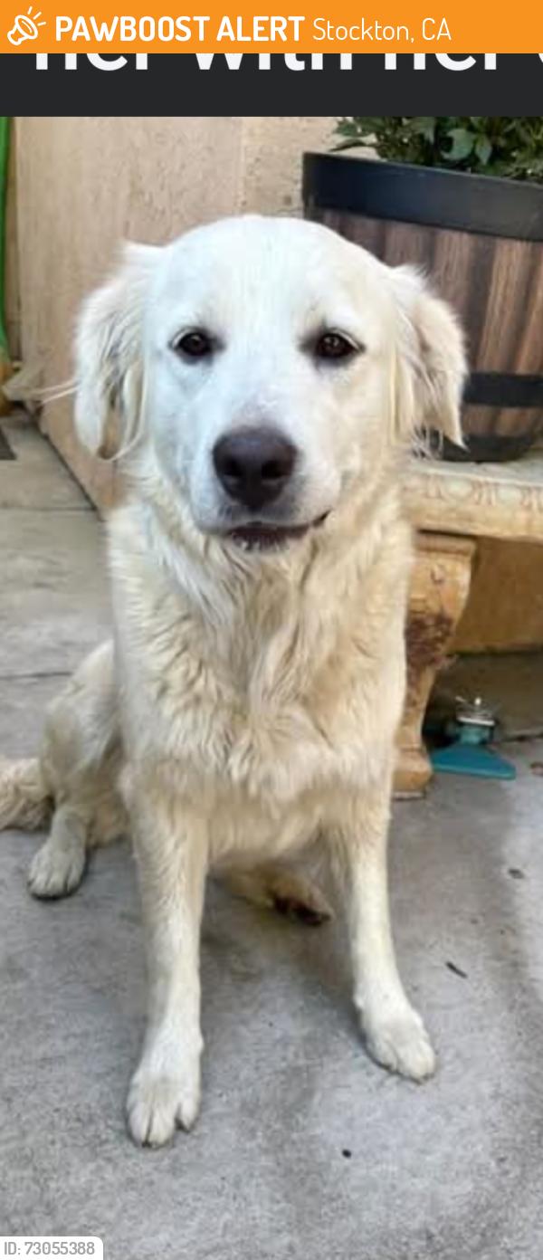 Found/Stray Unknown Dog last seen Valley Oak district (Christian Life Way) , Stockton, CA 95212