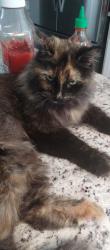 Lost Female Cat last seen Extended Stay , Linthicum Heights, MD 21090