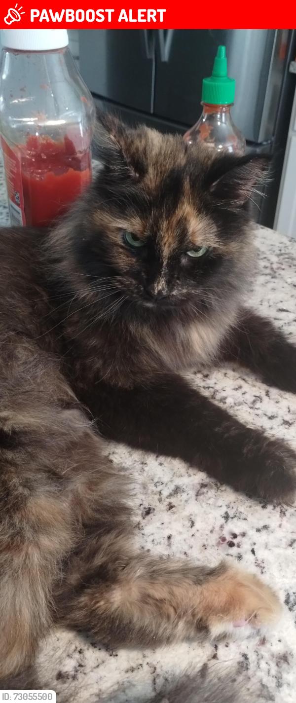 Lost Female Cat last seen Extended Stay , Linthicum Heights, MD 21090