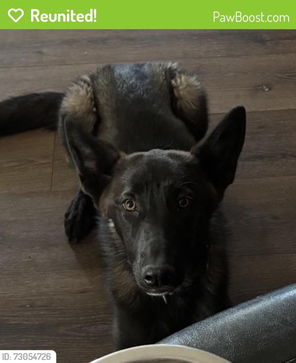 Reunited Female Dog last seen Champion St, Carson City, NV 89706, USA, Carson City, NV 89706