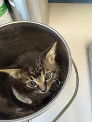 Shelter Stray Male Cat last seen Near E Stratford Avenue, SALT LAKE CITY, UT, 84106, 511 W 3900 S, Salt Lake City, UT 84123, USA