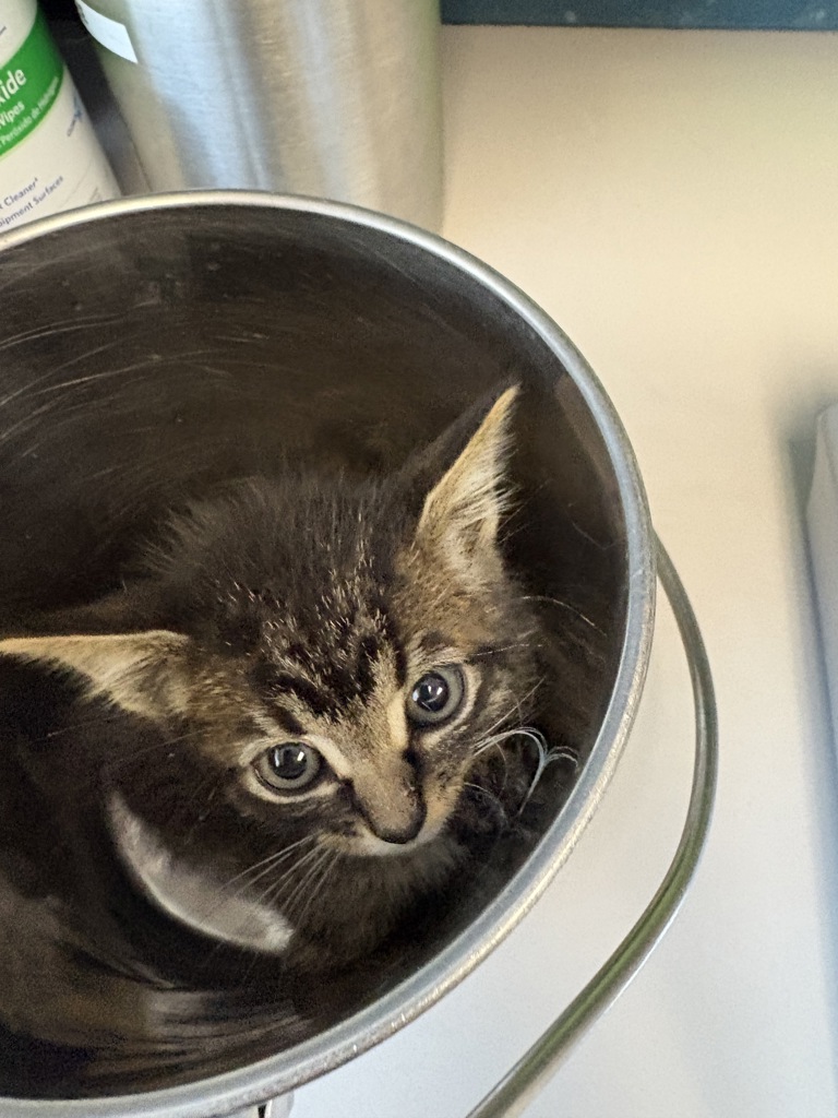 Shelter Stray Male Cat last seen Near E Stratford Avenue, SALT LAKE CITY, UT, 84106, 511 W 3900 S, Salt Lake City, UT 84123, USA