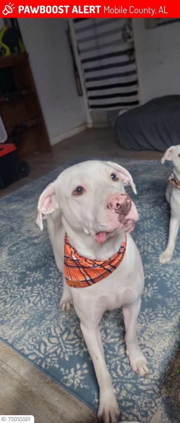 Lost Male Dog last seen Broadus Loop rd and McCrary rd ext., eight mile al 36613, Mobile County, AL 36613