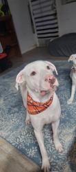 Lost Male Dog last seen Broadus Loop rd and McCrary rd ext., eight mile al 36613, Mobile County, AL 36613