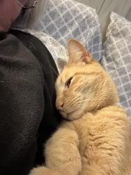 Lost Male Cat last seen Benefit Road, Chesapeake, VA 23322