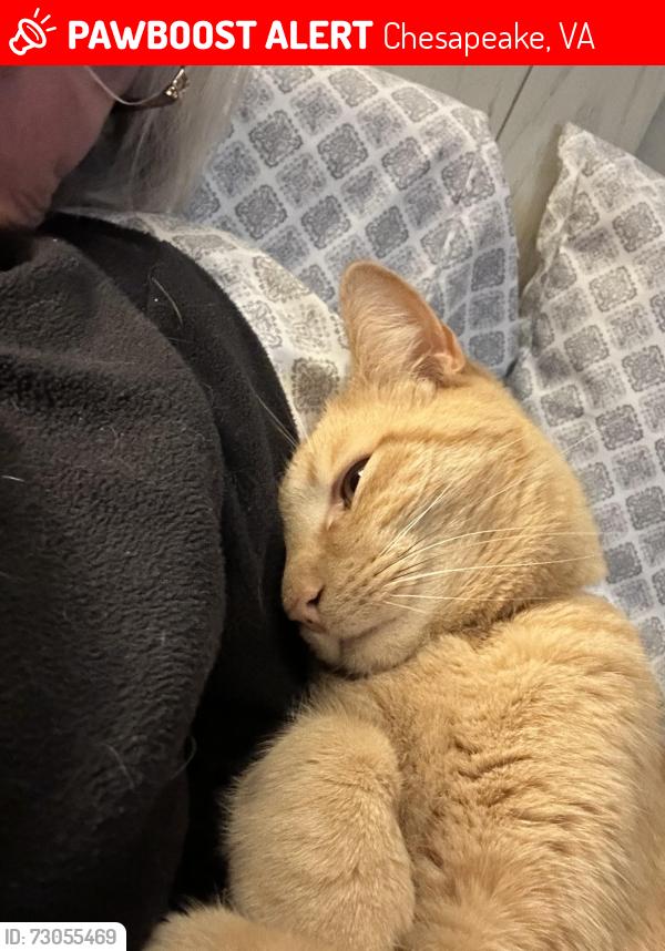 Lost Male Cat last seen Benefit Road, Chesapeake, VA 23322